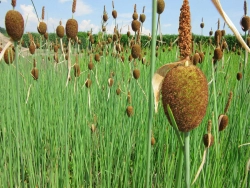 Typha minima - Zwergrohrkolben